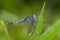 A blue and black dragonfly with prey