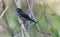 Blue-black Grassquit Volatinia jacarina immature male