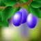 Blue-black, juicy, sweet plums on a branch for your design.