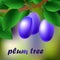 Blue-black, juicy, sweet plums on a branch for your design. Vector