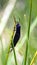 Blue and black moths on a blade of grass