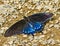 Blue Black Pipevine Swallowtail Butterfly Seattle Washington