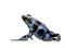 Blue and Black Poison Dart Frog - Dendrobates aura