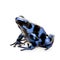 Blue and Black Poison Dart Frog - Dendrobates aura