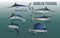 Blue, black, striped and white marlin, swordfish and sailfish