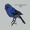 The blue-and-black tanager Tangara vassorii hand draw sketch vector