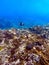 Blue and black wrasse and a blenny