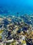 Blue and black wrasse and a blenny