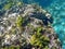 Blue and black wrasse on a rock