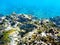 Blue and black wrasse on a rock