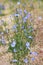Blue blooming chicory wildflowers on a filed