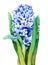 Blue blooming hyacinth, watercolor handmade