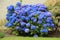 Blue blooming hydrangea in the garden.