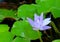 Blue blooming lotus in raindrops