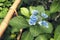 Blue blossom flower