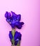 Blue blossoming iris
