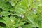 Blue blossoms with hairy sepals of a comfrey