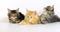 Blue Blotched Tabby, Brown Tortie Blotched Tabby, Cream Blotched Tabby Maine Coon, Domestic Cat, Kittens against White Background,