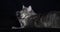 Blue Blotched Tabby Maine Coon Domestic Cat, Female laying against Black Background, Licking, Normandy in France, Slow motion