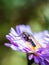 Blue Blowfly (Calliphora Vicina) posing on a New England Aster (Novae-Angliae) flower