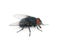 Blue blowfly Calliphora vomitoria on white