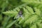 Blue blowfly on a green leaf