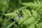 Blue blowfly on a green leaf