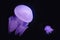 Blue Blubber jellyfish catostylus mosaicus