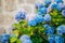 Blue, blue, pink flowers Hydrangea in the old town of Perast