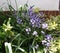 Blue Bluebell flowers along garden border