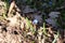 Blue blueflowers primroses bloom in the spring forest