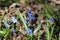 Blue blueflowers primroses bloom in the spring forest