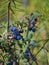 Blue bog berries on the background of fuzzy bog plants