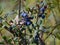 blue bog berries on the background of fuzzy bog plants