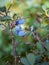 Blue bog berries on the background of fuzzy bog plants