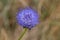 Blue bonnet (jasione montana) flower