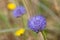 Blue bonnet (jasione montana) flower