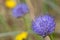 Blue bonnet (jasione montana) flower