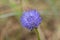 Blue bonnet (jasione montana) flower