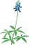 Blue Bonnet Lupine Vector Illustration