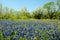 Blue Bonnet Portrait