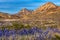 Blue bonnets along the roadside with mountains in the background