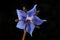 Blue borage flower