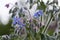 Blue Borage Flowers