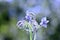 Blue borage flowers      Borago officinalis    in the back light , in the garden with bokeh