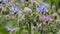 Blue borage flowers outside in the garden. Borage is used either as a fresh vegetable or a dried herb