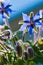 Blue borage, star flower