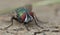 Blue bottle fly blowfly