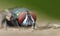 Blue bottle fly blowfly close up