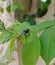 Blue bottle fly or bottlebee sitting on green leaves